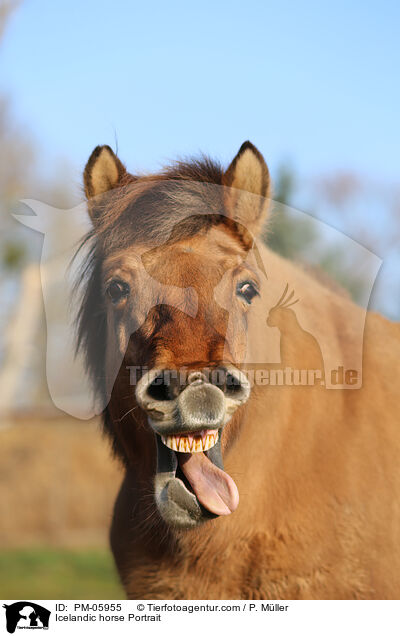 Icelandic horse Portrait / PM-05955