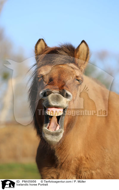 Islnder Portrait / Icelandic horse Portrait / PM-05956