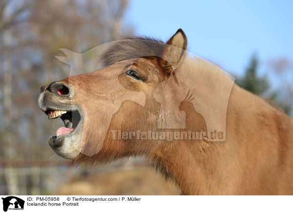 Icelandic horse Portrait / PM-05958
