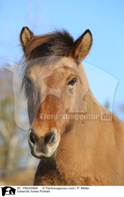 Icelandic horse Portrait / PM-05966