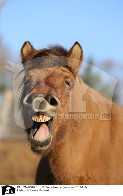 Icelandic horse Portrait / PM-05970