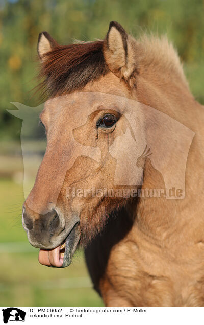 Icelandic horse Portrait / PM-06052