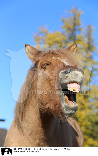 Icelandic horse Portrait / PM-06063