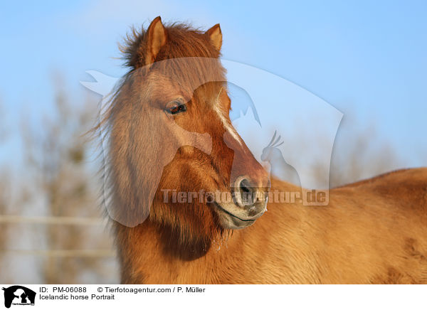 Islnder Portrait / Icelandic horse Portrait / PM-06088
