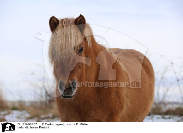 Islnder Portrait / Icelandic horse Portrait / PM-06107