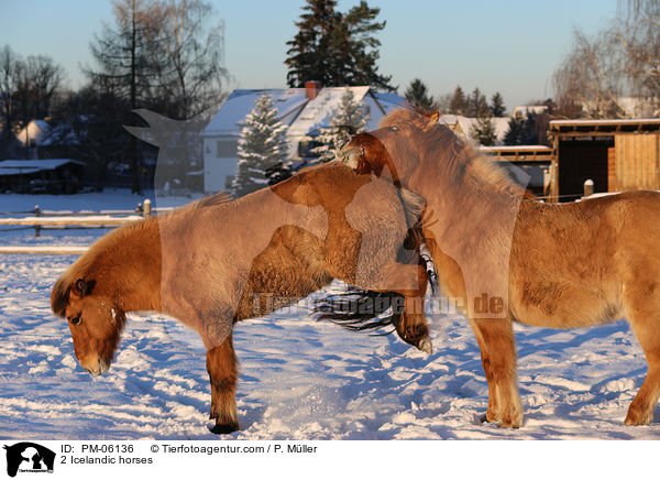 2 Islnder / 2 Icelandic horses / PM-06136