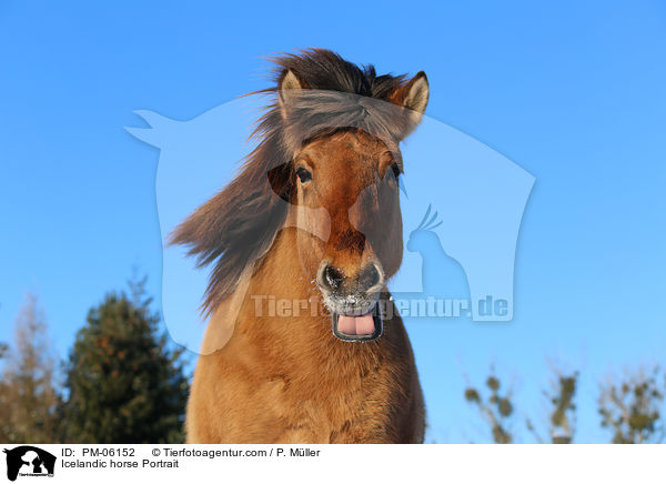 Icelandic horse Portrait / PM-06152