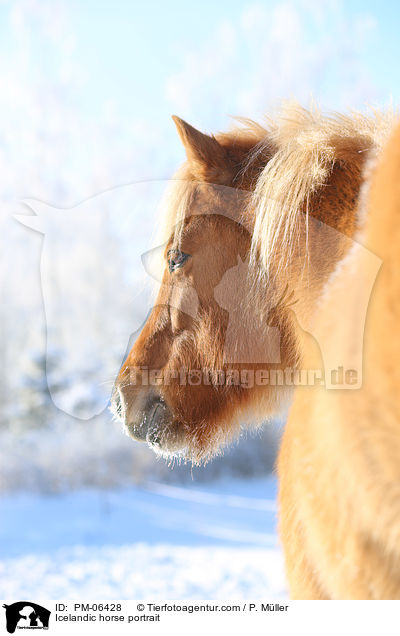 Islnder Portrait / Icelandic horse portrait / PM-06428