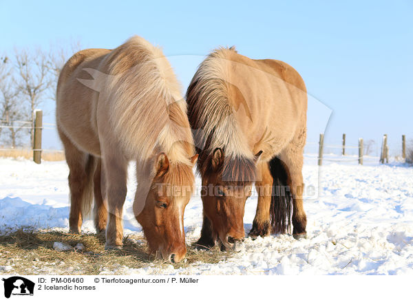 2 Islnder / 2 Icelandic horses / PM-06460
