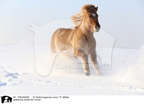 galoppierender Islnder / galloping Icelandic horse / PM-06469