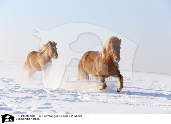 2 Islnder / 2 Icelandic horses / PM-06480
