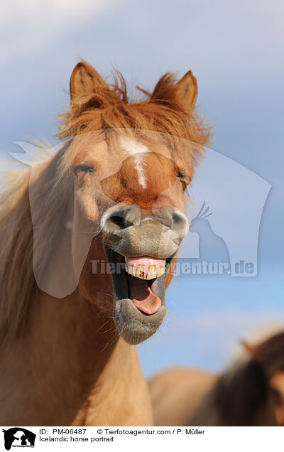 Islnder Portrait / Icelandic horse portrait / PM-06487