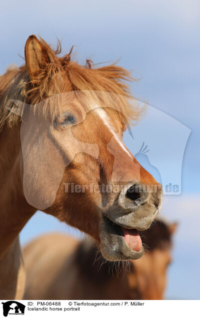 Islnder Portrait / Icelandic horse portrait / PM-06488
