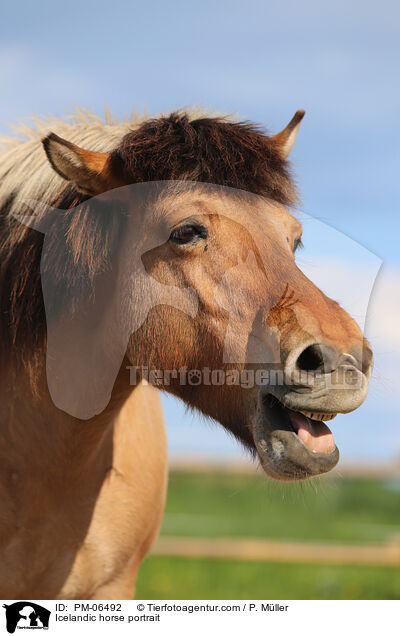 Islnder Portrait / Icelandic horse portrait / PM-06492