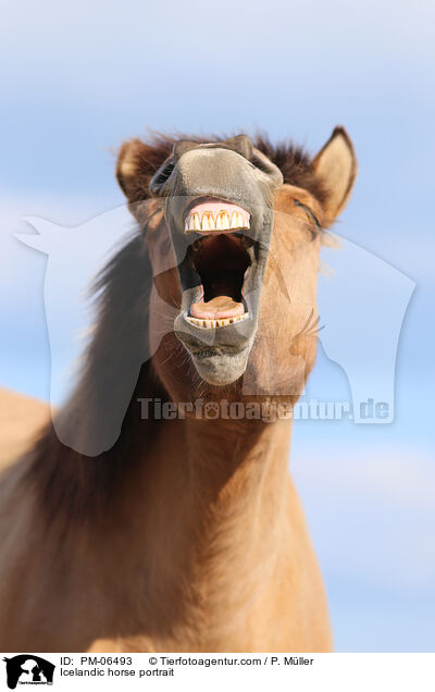 Icelandic horse portrait / PM-06493