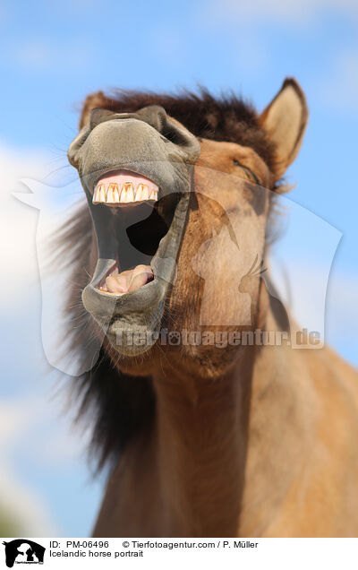 Islnder Portrait / Icelandic horse portrait / PM-06496