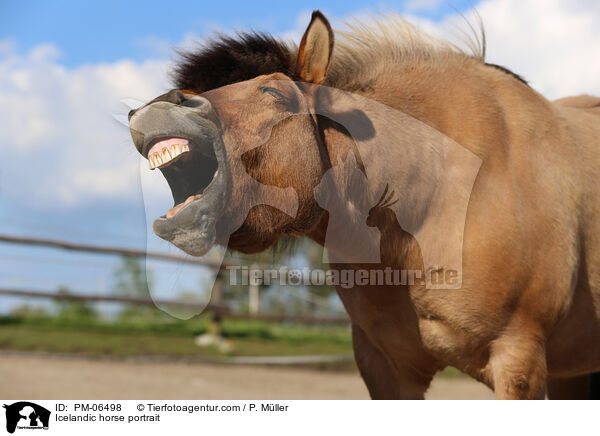 Icelandic horse portrait / PM-06498