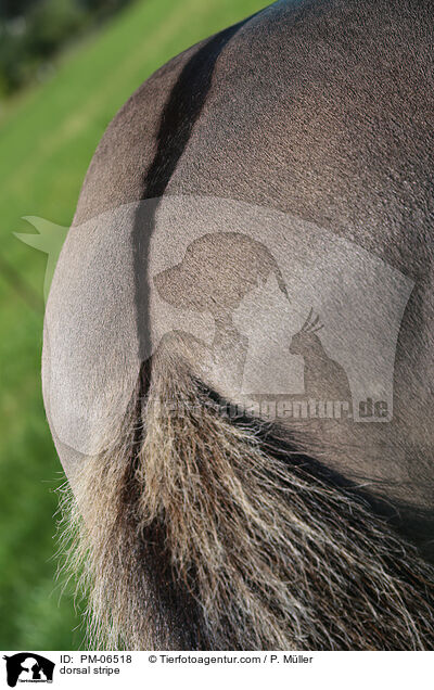 Aalstrich / dorsal stripe / PM-06518