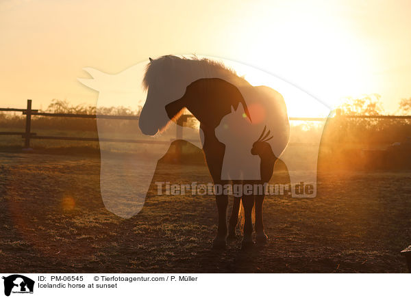Islnder im Sonnenuntergang / Icelandic horse at sunset / PM-06545