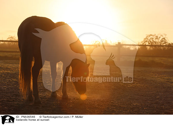 Islnder im Sonnenuntergang / Icelandic horse at sunset / PM-06546