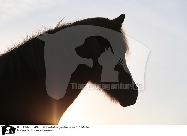 Islnder im Sonnenuntergang / Icelandic horse at sunset / PM-06549