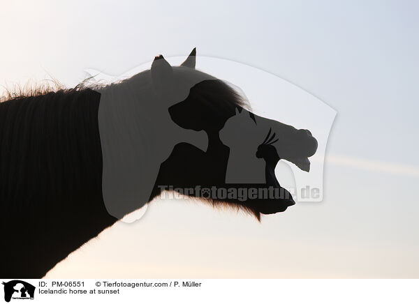 Islnder im Sonnenuntergang / Icelandic horse at sunset / PM-06551