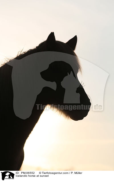 Islnder im Sonnenuntergang / Icelandic horse at sunset / PM-06552