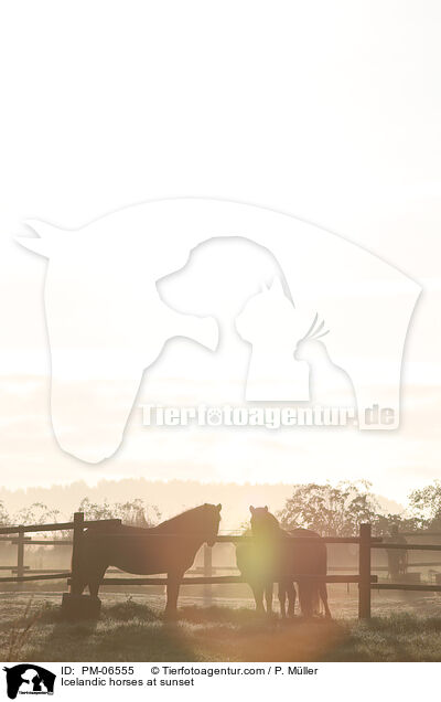 Islnder im Sonnenuntergang / Icelandic horses at sunset / PM-06555