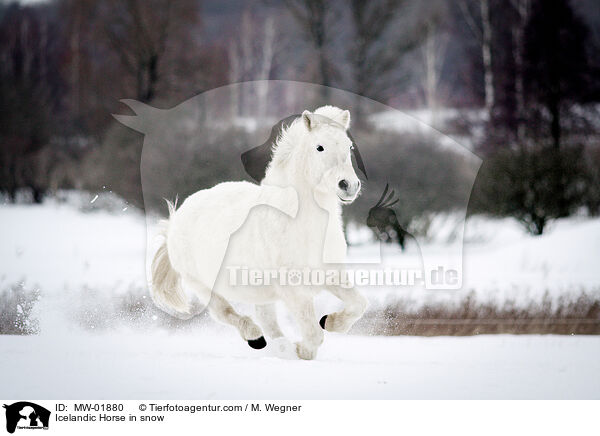 Islnder im Schnee / Icelandic Horse in snow / MW-01880