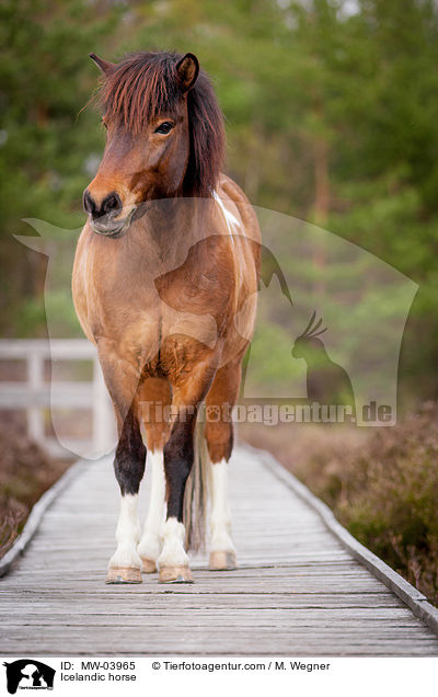 Icelandic horse / MW-03965