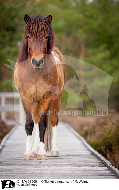 Icelandic horse / MW-03966