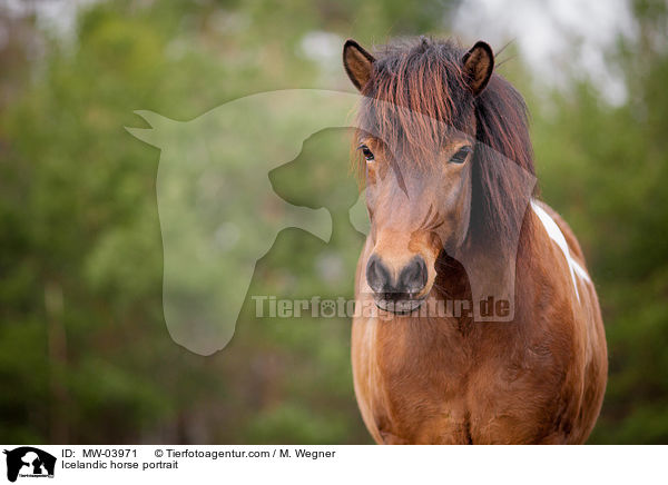 Icelandic horse portrait / MW-03971