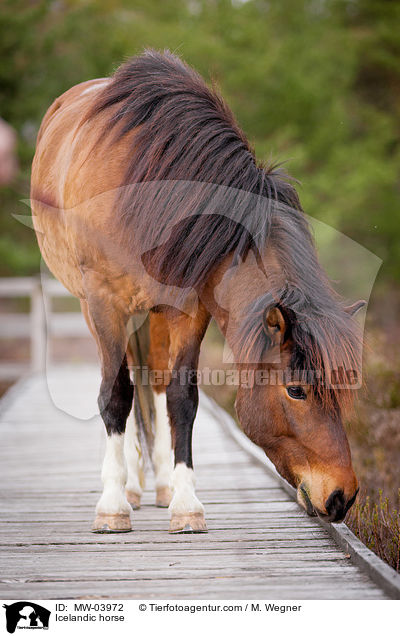 Islnder / Icelandic horse / MW-03972