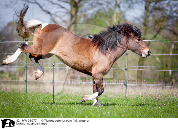 Islnder keilt aus / kicking Icelandic horse / MW-03977