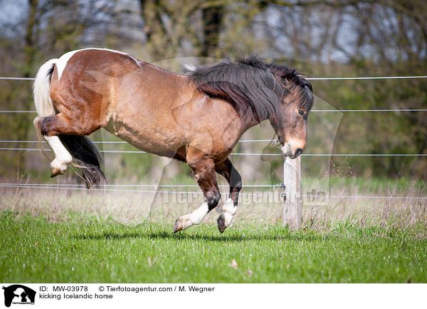 Islnder keilt aus / kicking Icelandic horse / MW-03978