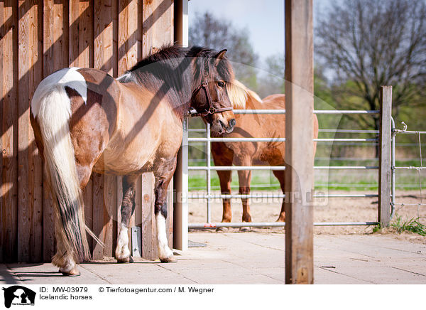 Icelandic horses / MW-03979