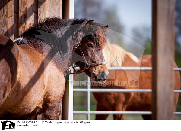 Icelandic horses / MW-03980