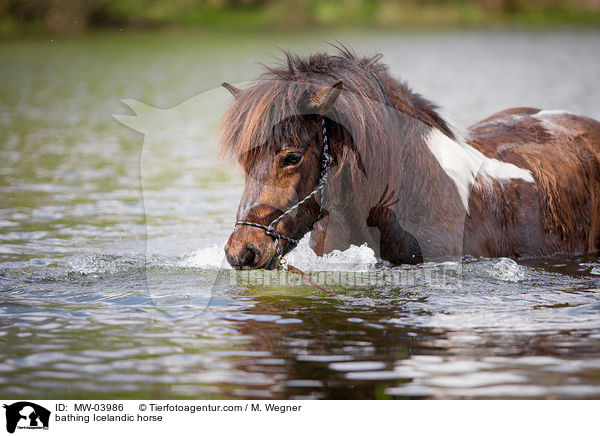 badender Islnder / bathing Icelandic horse / MW-03986