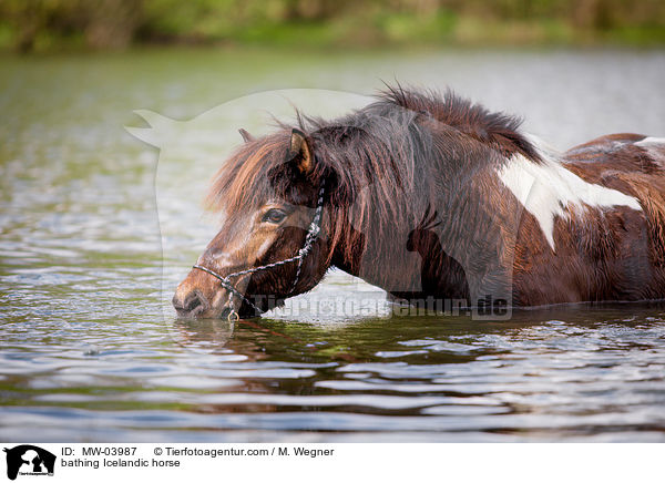 bathing Icelandic horse / MW-03987