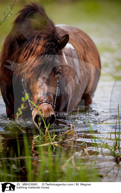 bathing Icelandic horse / MW-03990