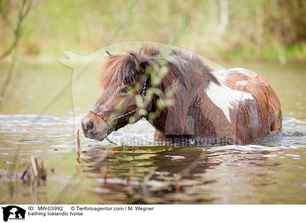 bathing Icelandic horse / MW-03992