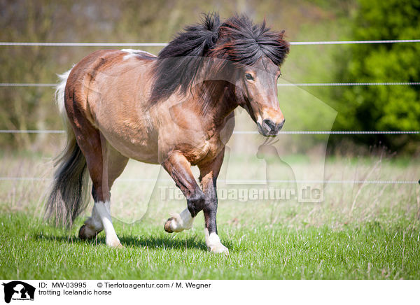 trotting Icelandic horse / MW-03995