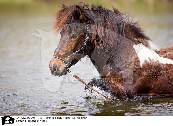 bathing Icelandic horse / MW-03996