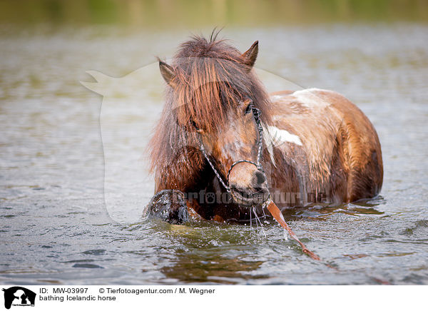 bathing Icelandic horse / MW-03997