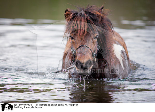 bathing Icelandic horse / MW-04004