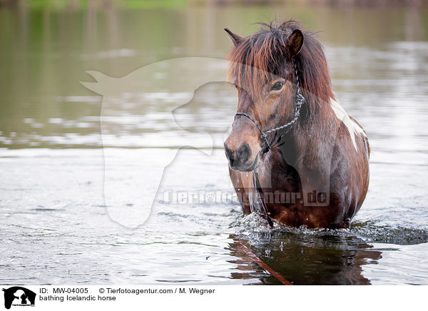 bathing Icelandic horse / MW-04005
