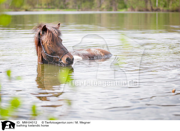 bathing Icelandic horse / MW-04012