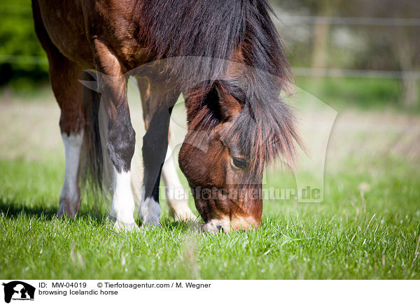 browsing Icelandic horse / MW-04019