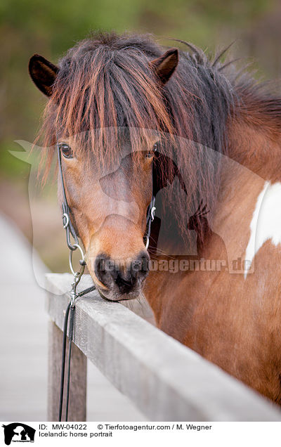 Islnder Portrait / Icelandic horse portrait / MW-04022
