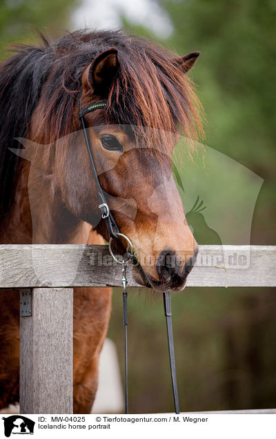 Icelandic horse portrait / MW-04025